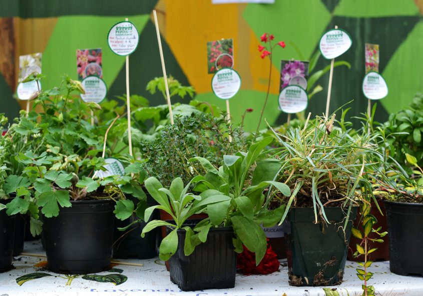 Nos plantes
