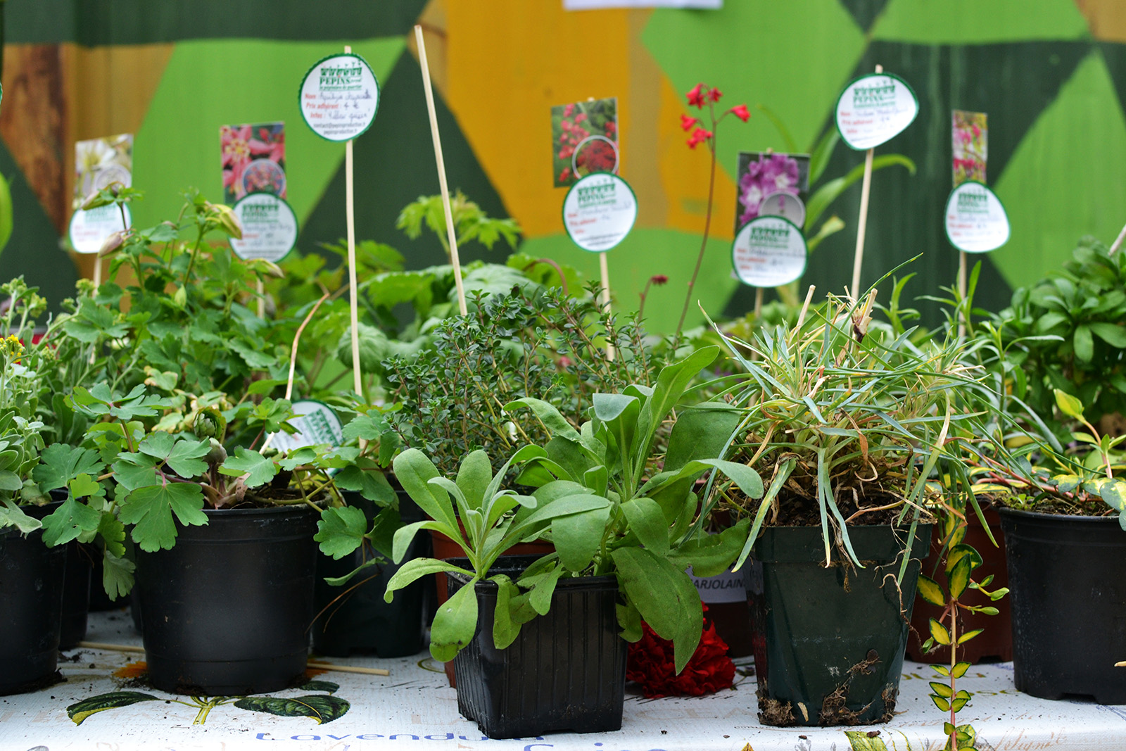 Nos plantes