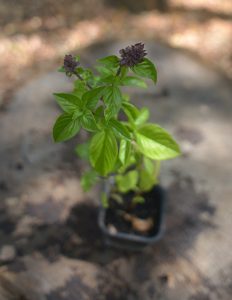 pepinsproduction_plante_basilic-thai
