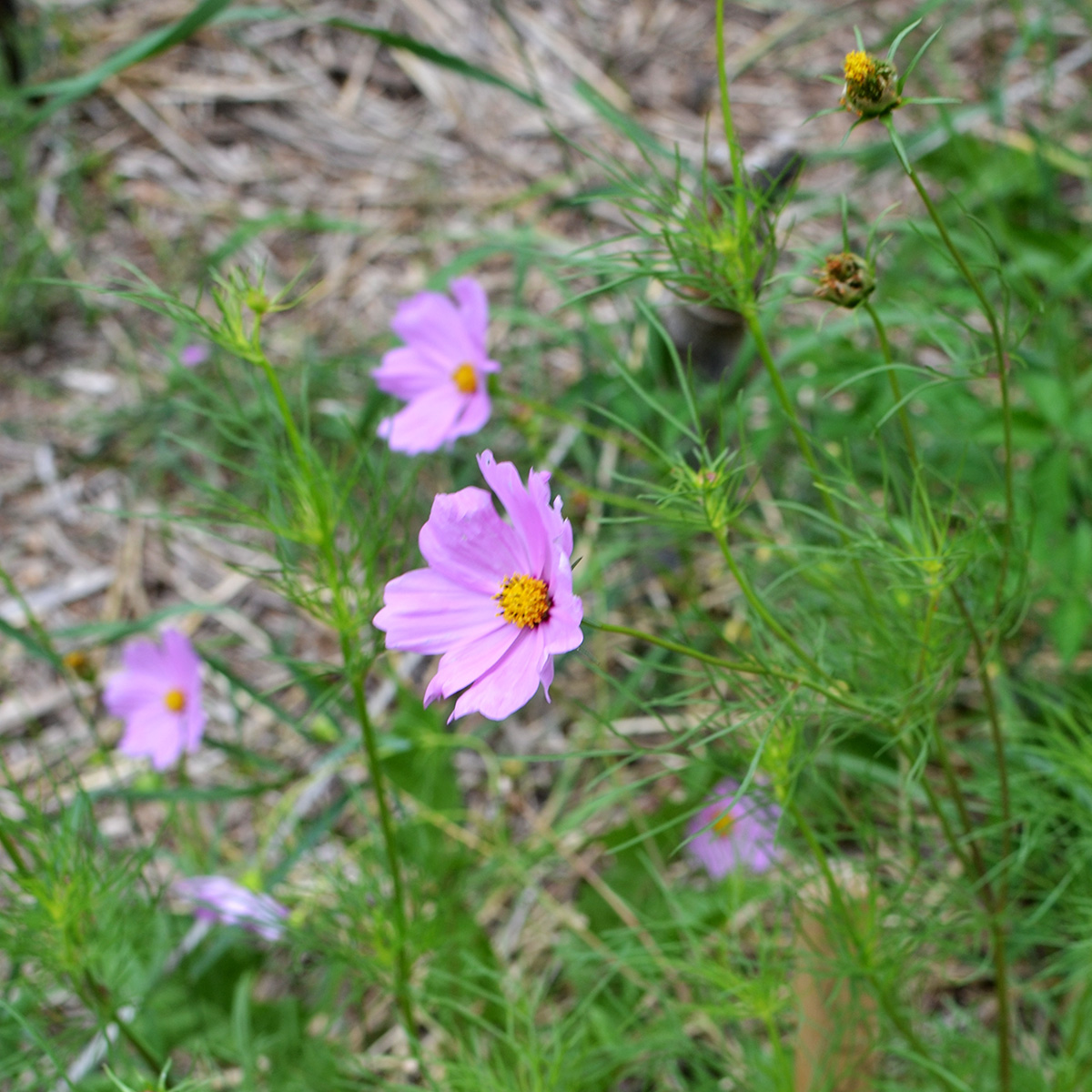 pp_cosmos_bipinnatus