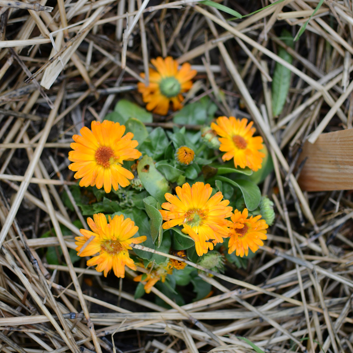 pp_souci_calendula