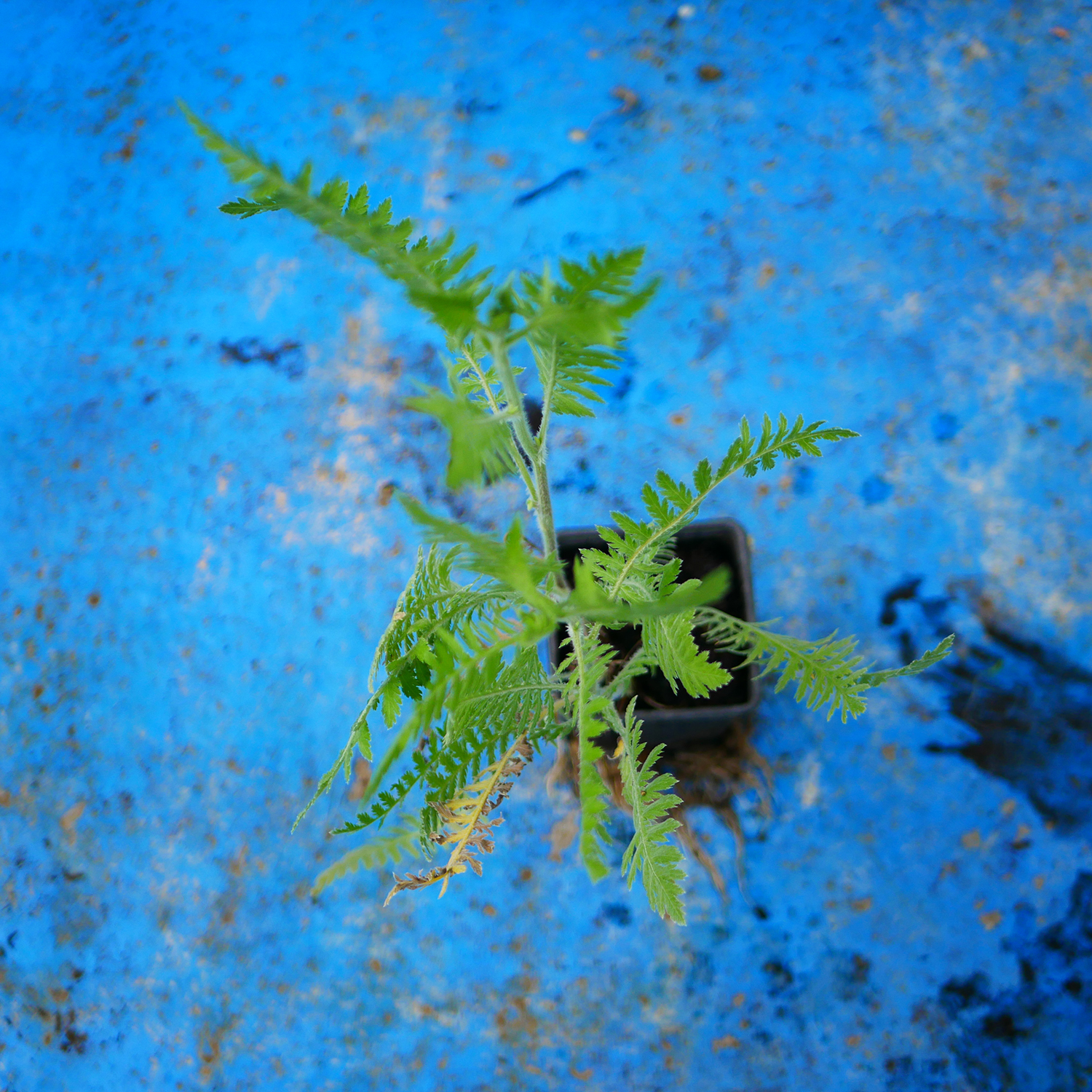 PP_achillee filipendule