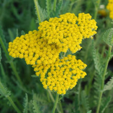PP_achillee_filipendule