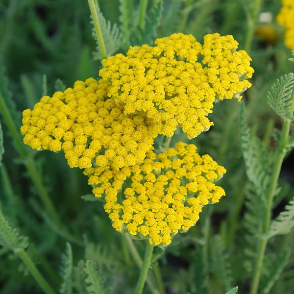 PP_achillee_filipendule