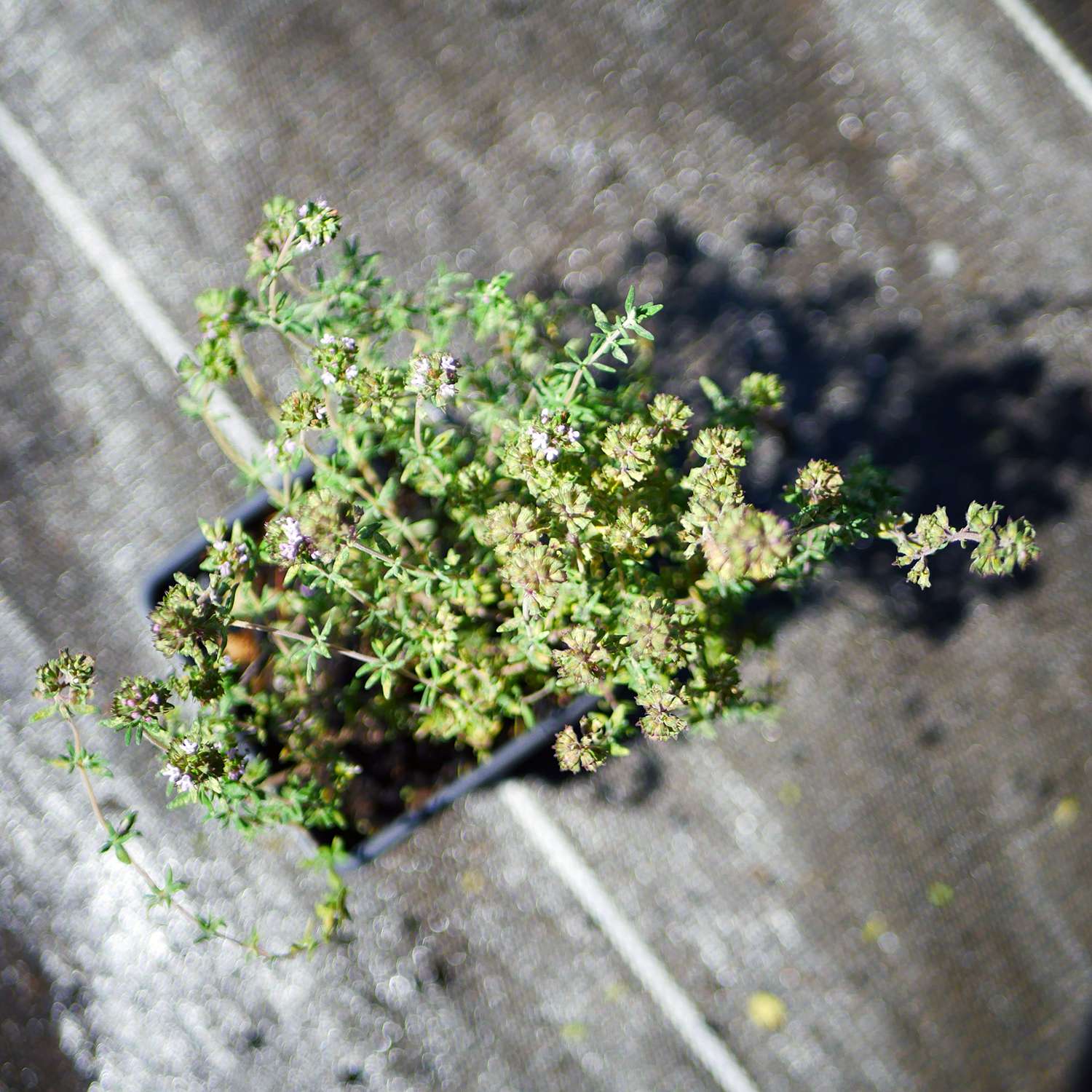 PP_thym vulgaire