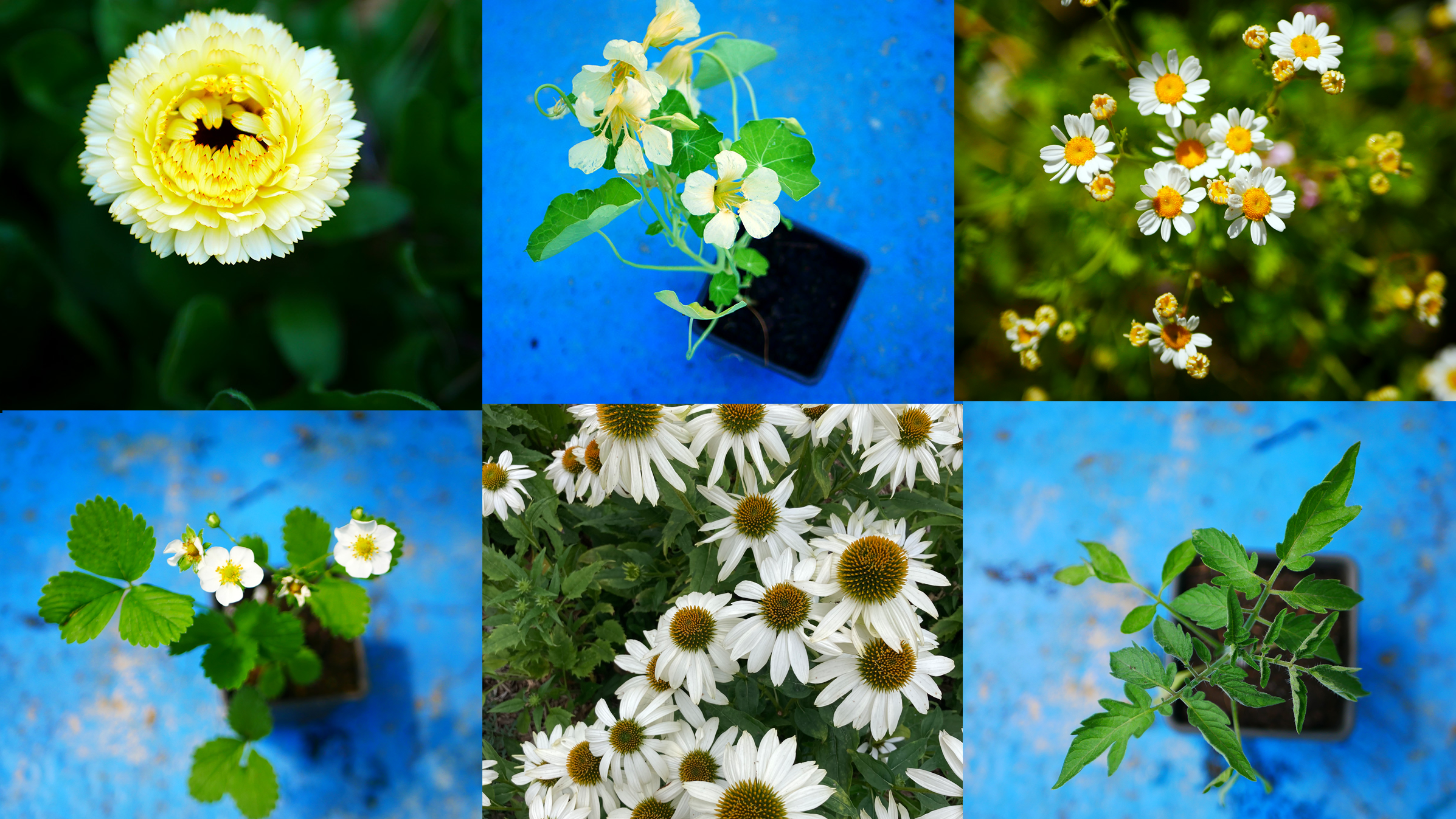 plantes