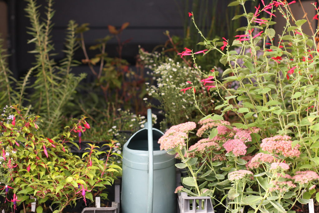(c) pepins production_festival vivaces-plantes JDM