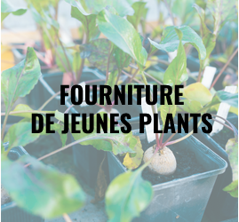 fourniture de plants home