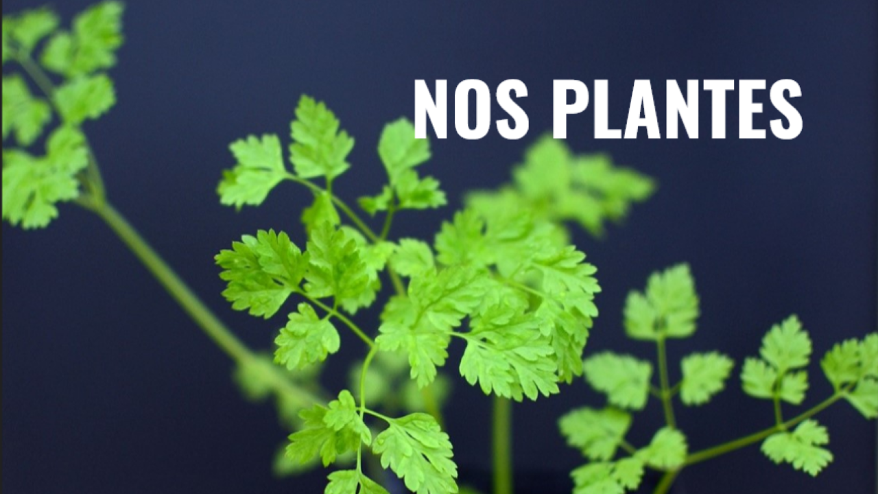 nos plantes image de cerfeuil avec un lien vers la page "ou acheter nos plantes"